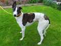 Ex-racing greyhound seeks perfect match