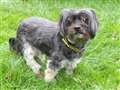 Dog of the Week