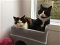 Baby and Claude need a new furever home