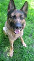 Ball Hill villagers oppose kennels appeal 