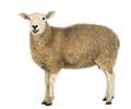 Sheep brings M4 in West Berkshire to a standstill 