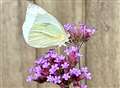 How to join the Big Butterfly Count in West Berkshire 