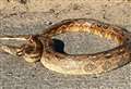 Heatwave triggers escaping snake alert 
