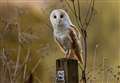 Photo of barn owl captured in Woolton Hill area