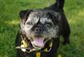 Could you give these partners in crime their forever home?