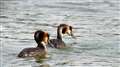 Great Crested Grebe