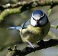 West Berkshire pubs to join Big Garden Birdwatch
