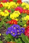 West Wooday garden show blooms again