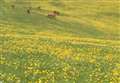 Buttercups as far as the eye can see 