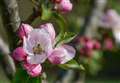National Trust calls for pictures from #Blossomwatch day
