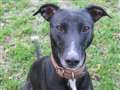 Dog of the Week