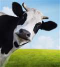 Newbury to Reading bovine hold-up