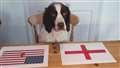 Can Tilly the Wonderdog predict England's World Cup result?
