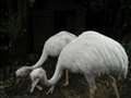 Missing: 4ft white 'flightless' rhea flees coop
