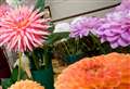 Shaw cum Donnington garden show tomorrow (Saturday)