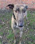 Ex-racing greyhound looking for ticket to ride