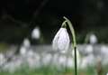 Welford Park snowdrop display will aid Ukraine