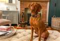 Another deadly case of Alabama rot confirmed