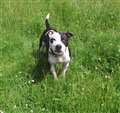 'Staffy' seeking outdoor life in new home