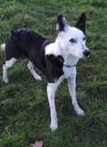 Dog of the week