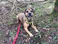 Dog overwhelmed by kennel life seeking special someone