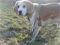 Reggie the beagle hot on trail of new home