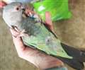 Where are you, Denzel? Owner sick over missing parrot