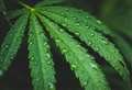 Suspected drug dealer arrested