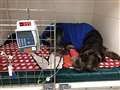 Dramatic dog rescue by Donnington vets