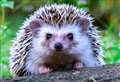 Hedgehog SOS: find out how you can help counter our spiky little friends’ decline