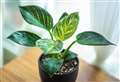 Warning about toxic houseplants