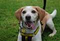 Could you give Bailey his forever home?
