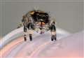 Incy Wincy's long journey home