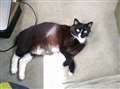 Cat missing following Hungerford canal boat blaze