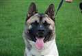 Could you be Cam’s forever home?