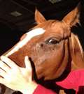Horse shot in face