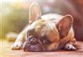 Dog thefts reach seven-year high and these are the breeds thieves want