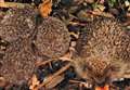 'Hedgehogs have now disappeared from gardens and allotments'