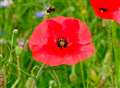 Wildflowers in the centre of Newbury 