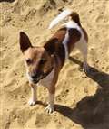 Can you help Sadie reach her full canine potential?
