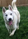 Bouncy Bruce the Husky looking for new home