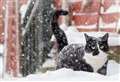 Toxic grit and other winter hazards vets say make animals ill 