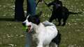 Beautiful pooches to line up at Newbury College dog show