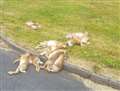 WARNING GRAPHIC CONTENT: Dumped hare corpses cause outrage on social media