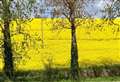 My Newbury: Rape field near Hampstead Norreys