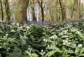 My Newbury: Wild garlic and bluebells on the Ridgeway near Aldworth
