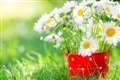 Fragrant airs in Cromwells’ summer bouquet