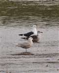 Bird watchers flock to West Berks for sight of rare bird