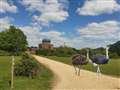 Farmer takes ostriches for stroll on Greenham Common