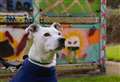 Dogs Trust supports homeless and their pets